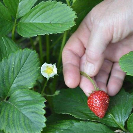 Sunny Garden Apartment Plataria Luaran gambar